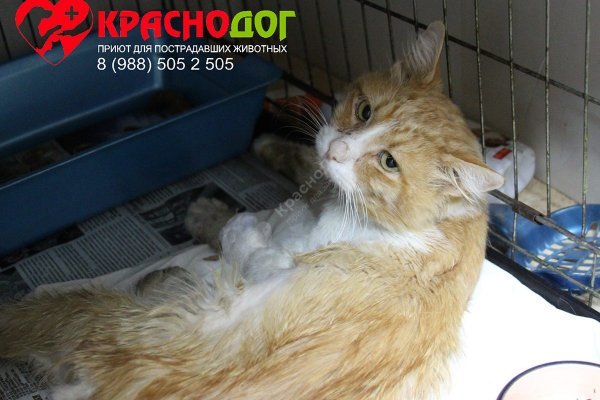 Оригинальная ссылка кракен браузера