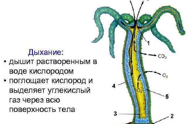 Кракен тор текст