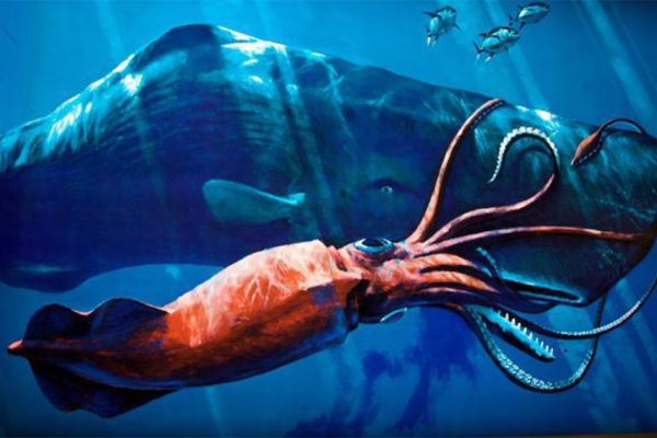 Kraken at зеркало