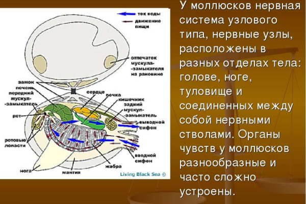 Как пополнять кракен тор