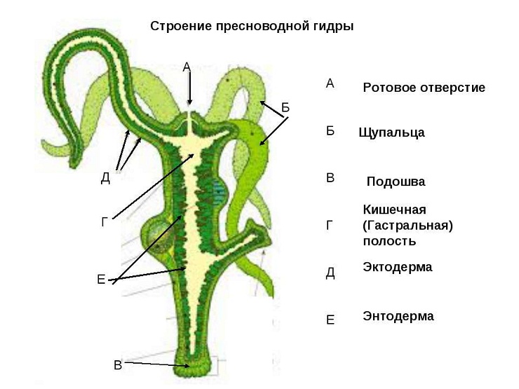 Ссылка на kraken at